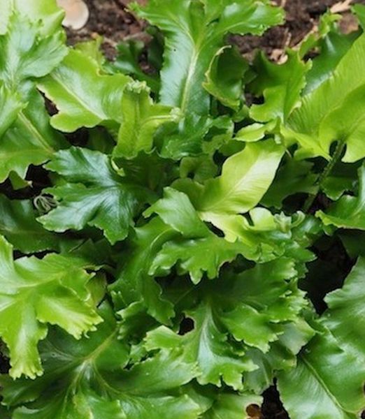 Phyllitis scolopendrium 'Cristata'